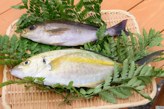 満天 青空レストラン ４５６千葉県 シマアジ ロケブログ 満天 青空レストラン