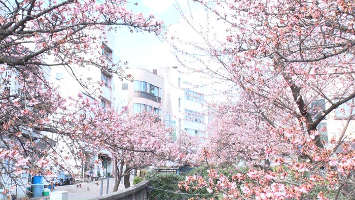 熱海の桜はなぜ見頃の時期が長く 日本で最も早咲きなのか バゲット 日本テレビ