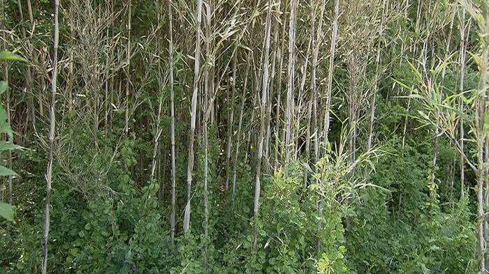 Dash島 1年に一度咲く竹の花を調査 ザ 鉄腕 Dash 日本テレビ