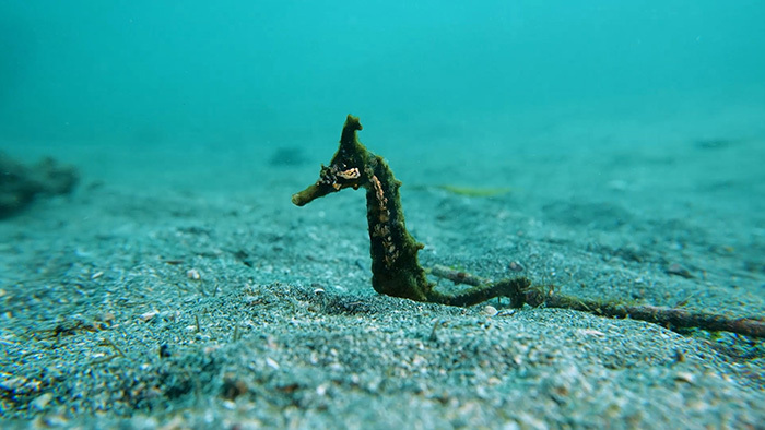 海水魚 タツノオトシゴ 最高 ドラゴン ペア