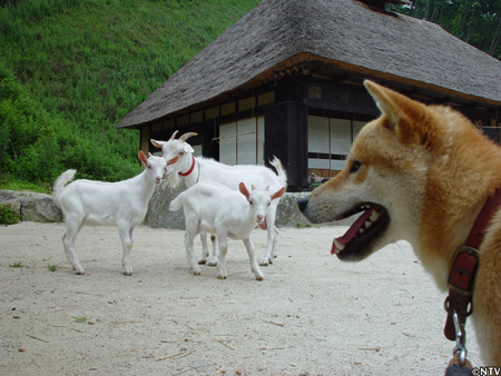 Dash村