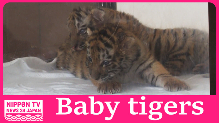 Two Siberian tiger cubs born on May 19 at Adventure World in Wakayama Prefecture on display to the public