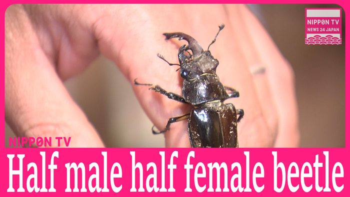 Ultra-rare half-male, half-female stag beetle found in Japan 