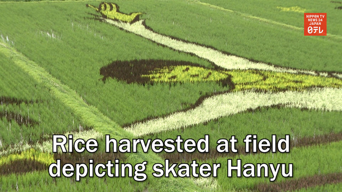 Rice harvested at field depicting skater Hanyu