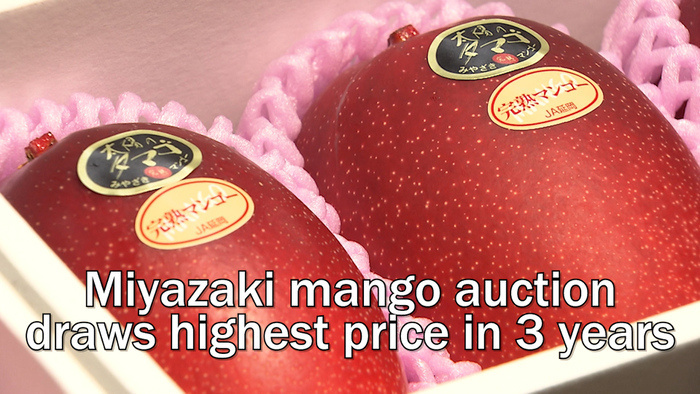 Miyazaki mango auction draws highest price in 3 years