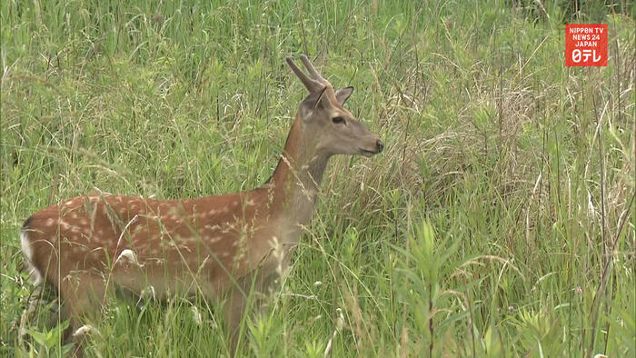 Wild deer spotted in Tokyo