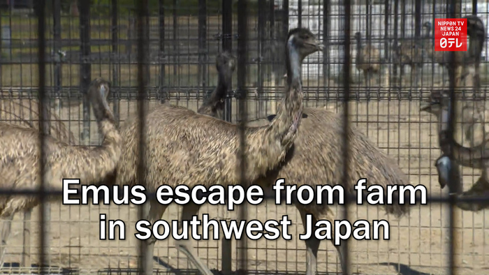 Emus escape from farm in southwest Japan