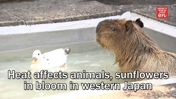 Heat affects animals, sunflowers in bloom in western Japan