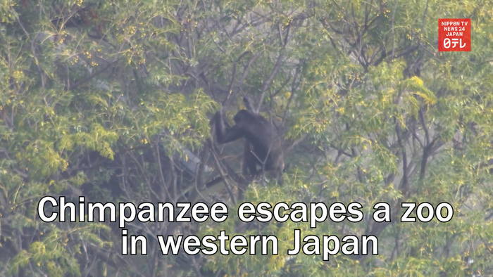 Chimpanzee escapes a zoo in western Japan