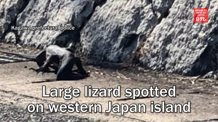Large lizard spotted on western Japan island