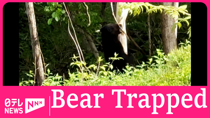 One-meter bear gets trapped