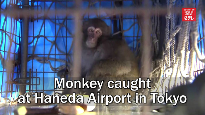 Monkey caught at Haneda Airport in Tokyo