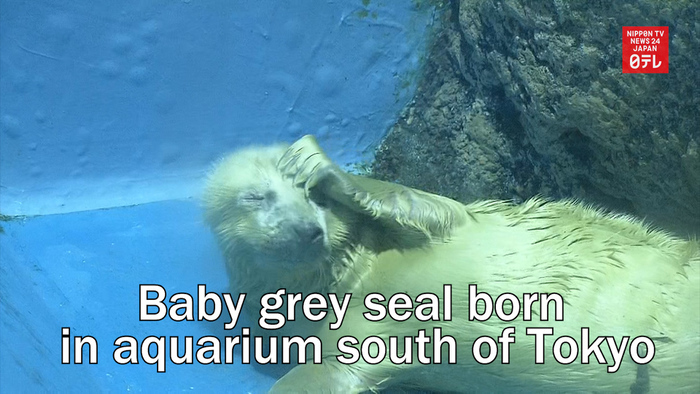 Baby grey seal born in aquarium south of Tokyo