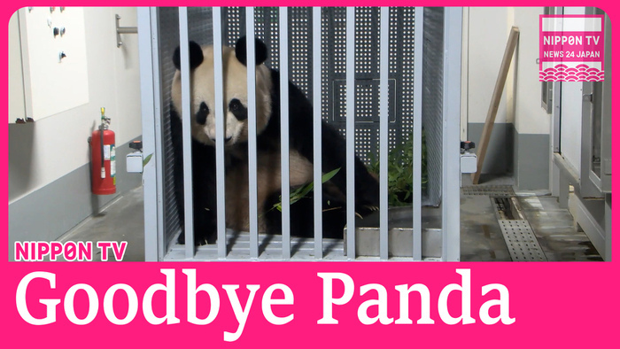 Giant pandas Ri Ri and Shin Shin leave Japan after 13 years