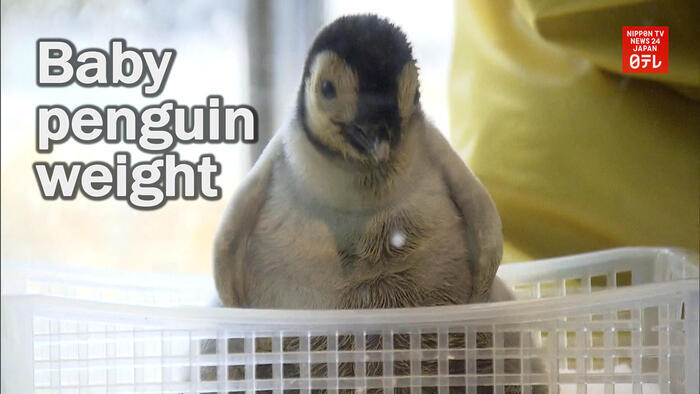 Baby emperor penguin weighed