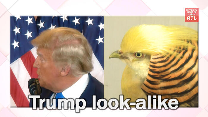 Bird that looks like Donald Trump