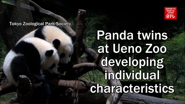 Panda twins at Ueno Zoo developing characteristics