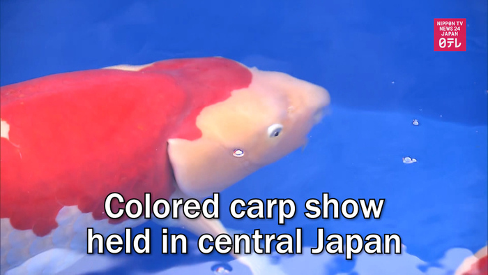 Colored carp show held in central Japan