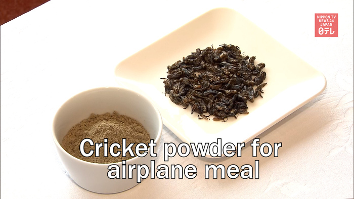 Cricket powder for airplane meal