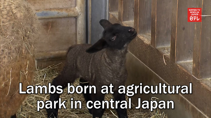 Lambs born at agricultural park in central Japan