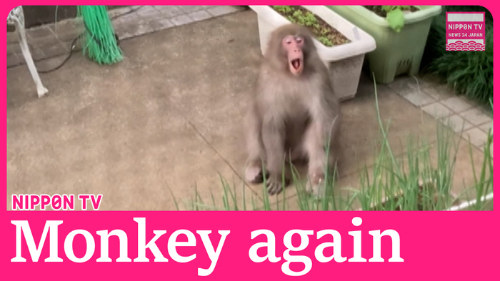 Monkey without left hand spotted roaming southwest of central Tokyo 