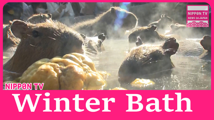 Capybaras enjoy yuzu bath during winter solstice