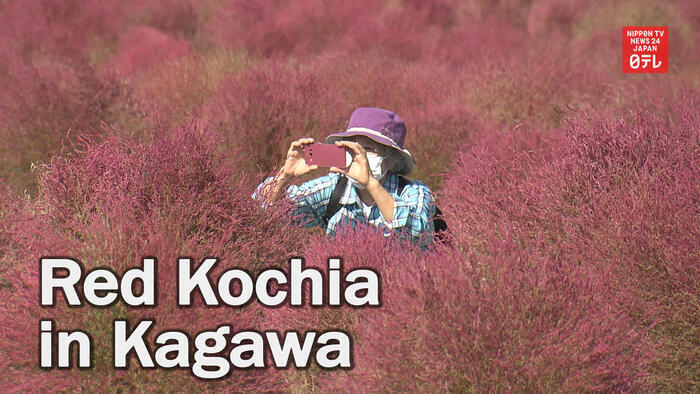 Red kochia leaves attract visitors in western Japan
