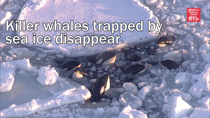 Killer whales trapped by sea ice off northern Japan disappear