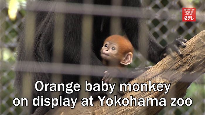 Orange baby monkey baby on display at Yokohama zoo