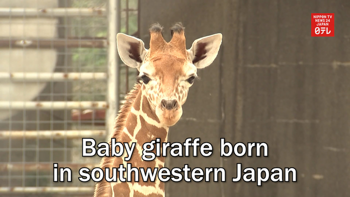 Baby giraffe born in southwestern Japan