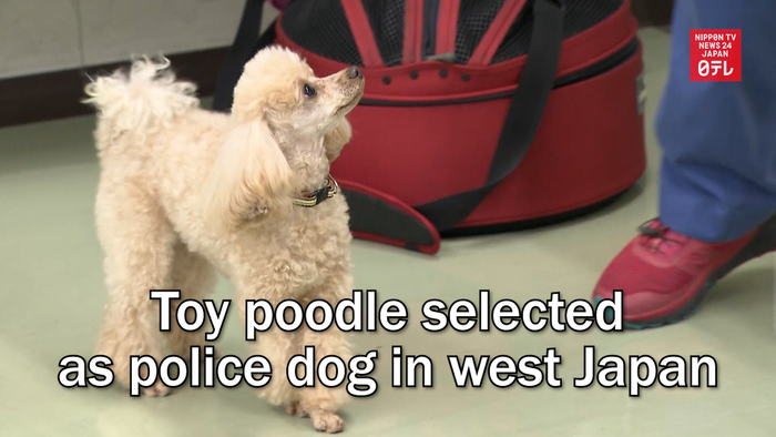 Toy poodle selected as police dog in western Japan