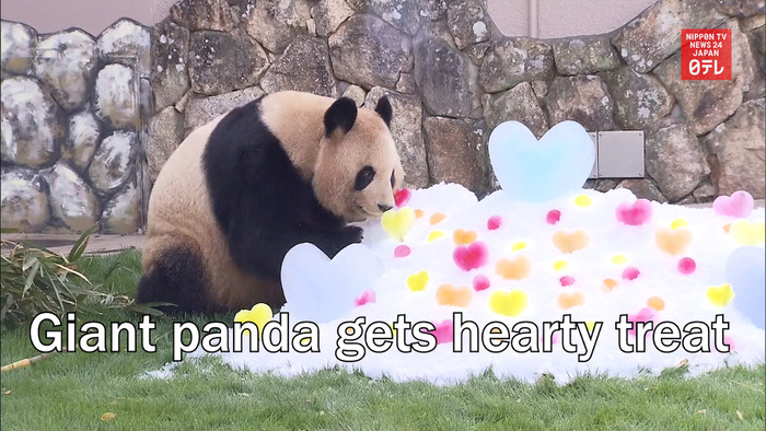 Giant panda gets hearty treat in southwestern Japan   