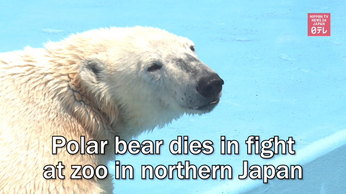 Polar bear dies in fight at zoo in northern Japan