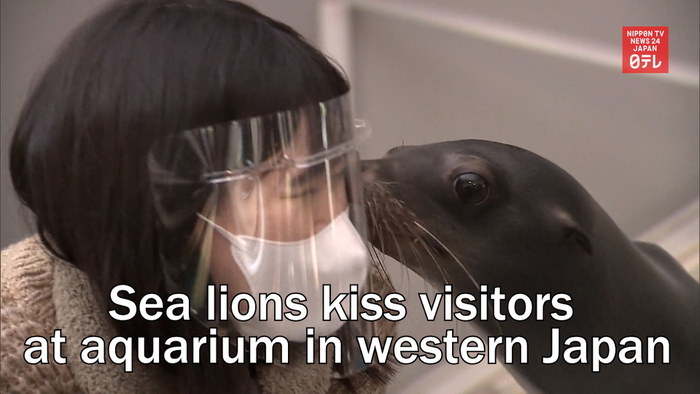 Sea lions kiss visitors at aquarium in western Japan