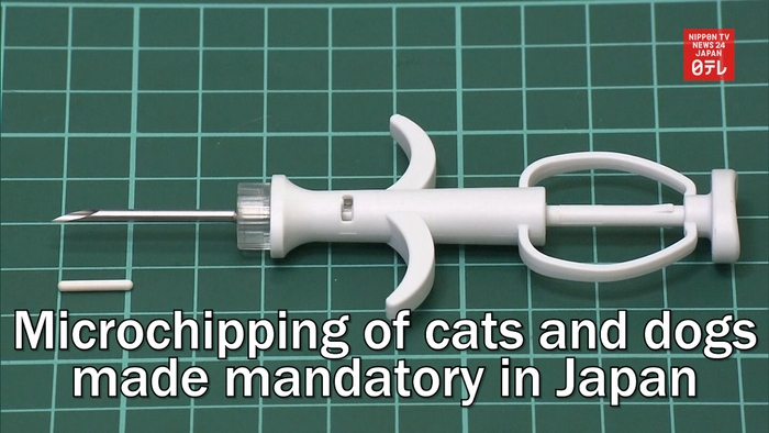 Microchipping of cats and dogs made mandatory in Japan