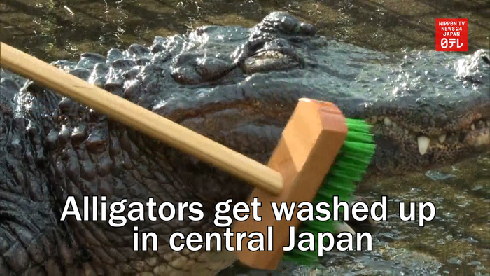 Alligators get washed up in central Japan