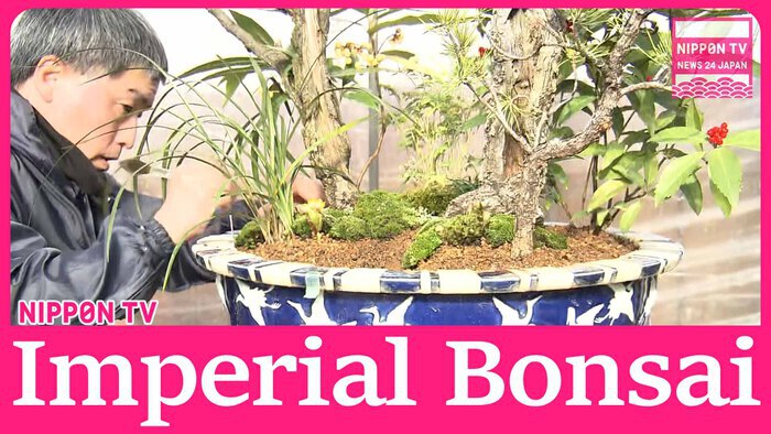 Special Bonsai pieces made at Imperial Palace ahead of New Year's