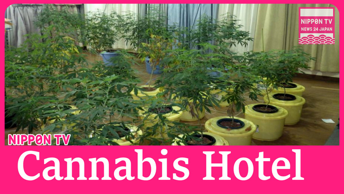 Cannabis plants found cultivated on top floor of hotel in southwest Japan