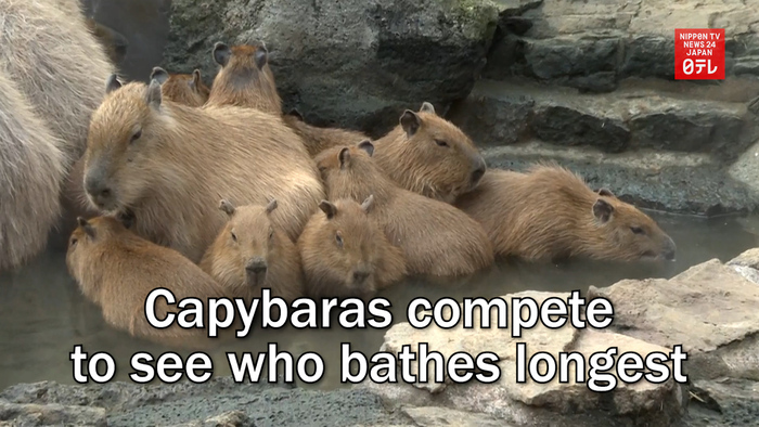Capybaras compete to see who bathes longest