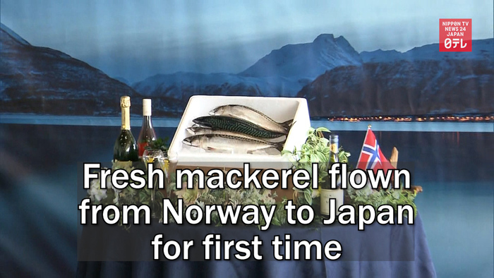 Fresh mackerel flown from Norway to Japan for first time
