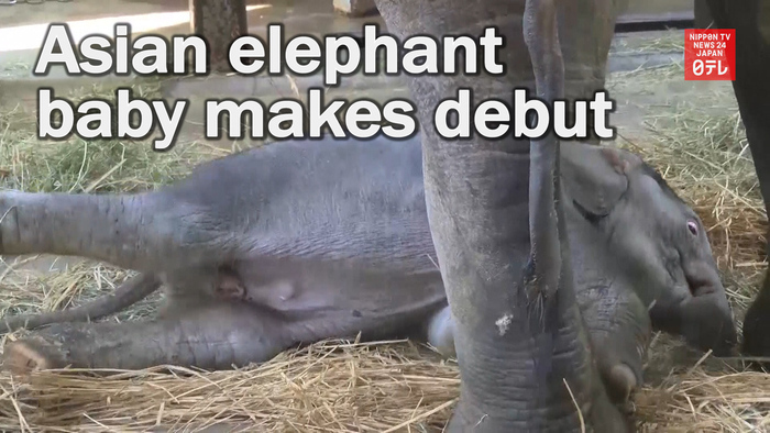 Princess Aiko happy about Asian elephant baby