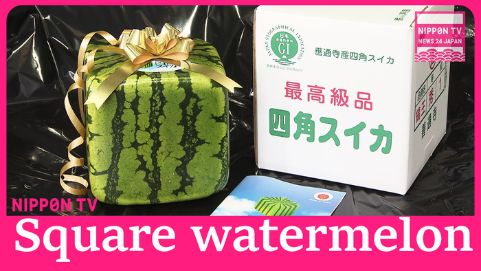 Shipping of cubic watermelons starts