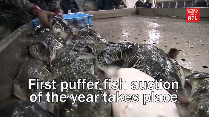 First puffer fish auction of the year takes place 