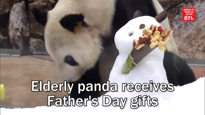 Elderly panda receives Father's Day gifts