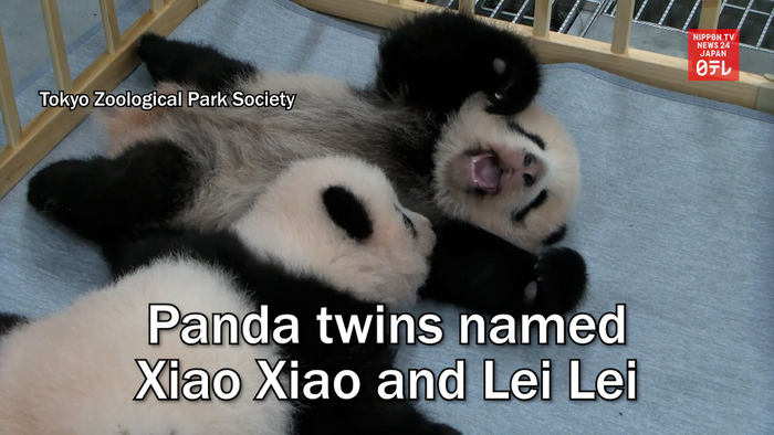 Panda twins named Xiao Xiao and Lei Lei