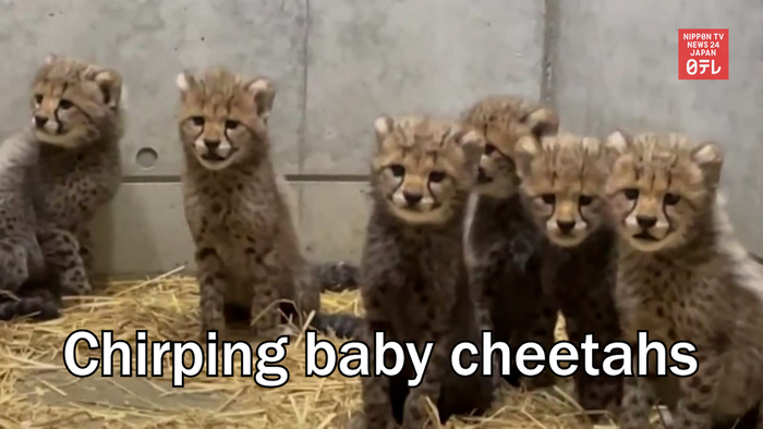 Chirping baby cheetahs