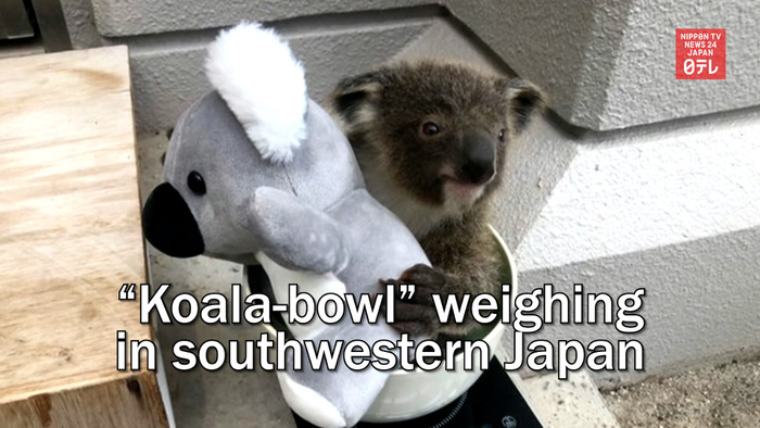"Koala-bowl" weighing in southwestern Japan