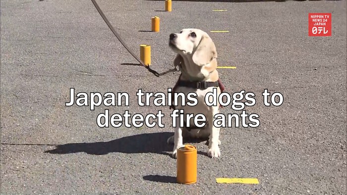 Japan trains dogs to detect fire ants