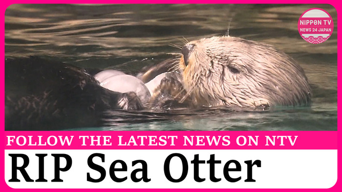 Japans only male sea otter dies