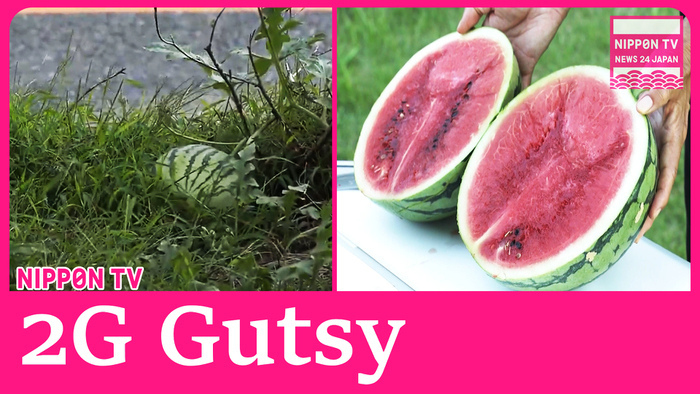 Gutsy watermelon's offspring served to visitors at Osaka botanical garden